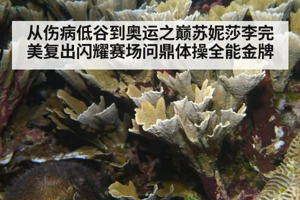 从伤病低谷到奥运之巅苏妮莎李完美复出闪耀赛场问鼎体操全能金牌